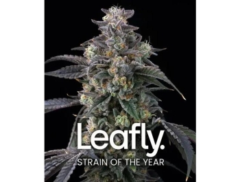 BARNEY'S FARM - SUPER BOOF FEM