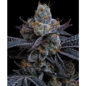 BARNEY'S FARM - WHITE RUNTZ FEM