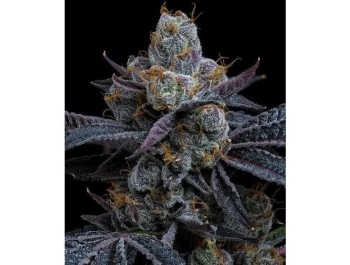 BARNEY'S FARM - WHITE RUNTZ FEM