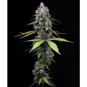 BARNEY'S FARM - ZOAP FEM