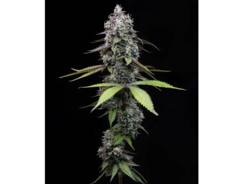 BARNEY'S FARM - ZOAP FEM