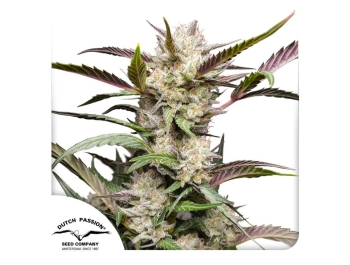 DUTCH PASSION - AUTO MIMOSA PUNCH