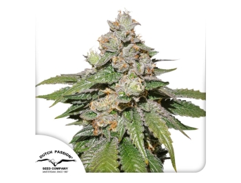 DUTCH PASSION - AUTO MOKUM'S TULIP FEM