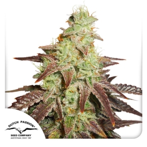 DUTCH PASSION - AUTO NIGHT QUEEN® FEM