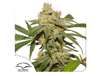 DUTCH PASSION - AUTO OH MY GUSHER FEM