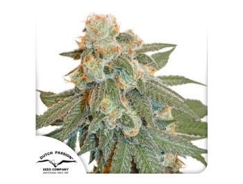 DUTCH PASSION - AUTO ORANGE BUD FEM