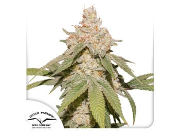 DUTCH PASSION - AUTO SFV OG FEM