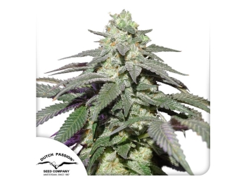 DUTCH PASSION - AUTO SKYWALKER HAZE FEM