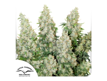 DUTCH PASSION - AUTO THINK DIFFERENT FEM