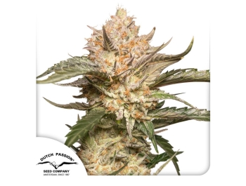 DUTCH PASSION - AUTO TRICHOME AND CREAM FEM