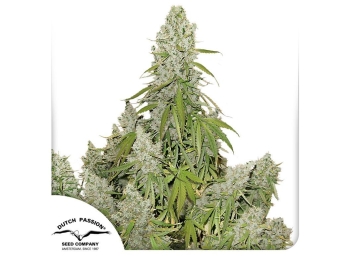 DUTCH PASSION - AUTO ULTIMATE FEM