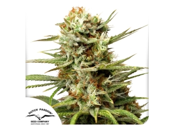 DUTCH PASSION - AUTO WHITE WIDOW FEM