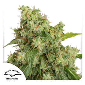 DUTCH PASSION - AUTO XTREME FEM