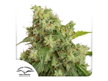 DUTCH PASSION - AUTO XTREME FEM