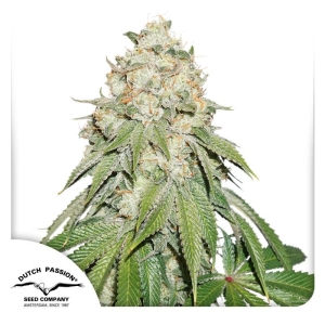 DUTCH PASSION - BANANA BLAZE FEM