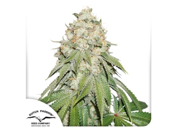 DUTCH PASSION - BANANA BLAZE FEM