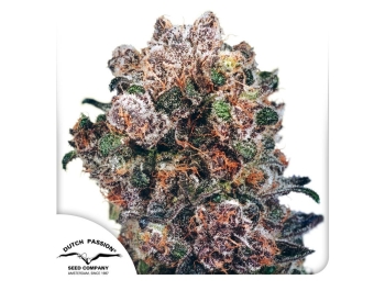 DUTCH PASSION - BLUEBERRY FEM