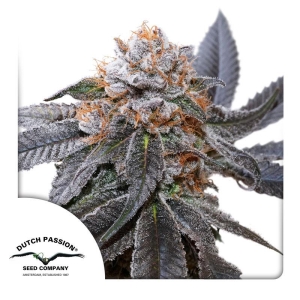 DUTCH PASSION - BLUE ZUSHI FEM