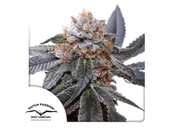 DUTCH PASSION - BLUE ZUSHI FEM