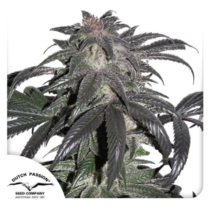 DUTCH PASSION - BUBBA ISLAND KUSH FEM Disponibile fino ad esaurimento scorte