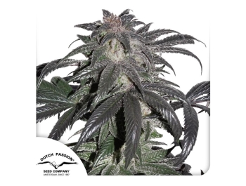 DUTCH PASSION - BUBBA ISLAND KUSH FEM Disponibile fino ad esaurimento scorte