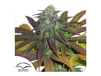 DUTCH PASSION - CALIFORNIAN ORANGE FEM