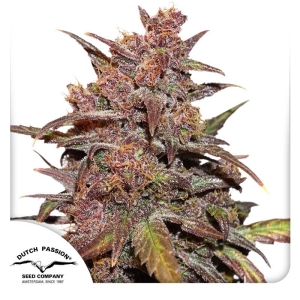 DUTCH PASSION - CBD AUTO BLACKBERRY KUSH® FEM
