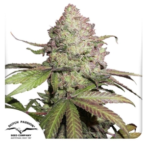 DUTCH PASSION - CBD AUTO CHARLOTTE'S ANGEL® FEM