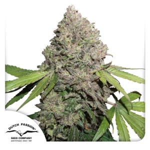 DUTCH PASSION - CBD CHARLOTTE'S ANGEL FEM