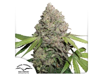 DUTCH PASSION - CBD CHARLOTTE'S ANGEL FEM