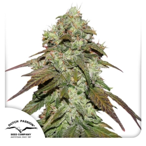 DUTCH PASSION - CBD MAZAR FEM