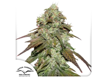 DUTCH PASSION - CBD MAZAR FEM
