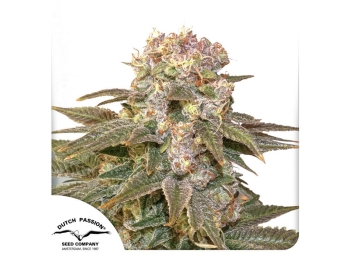 DUTCH PASSION - C-VIBEZ FEM