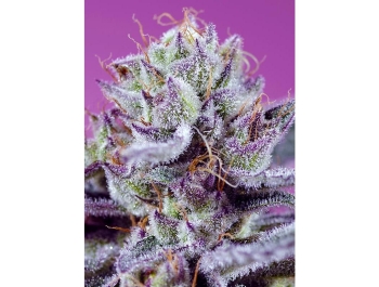 SWEET SEEDS - DIABLO'S DELIGHT XL AUTO FEM (SWS113)