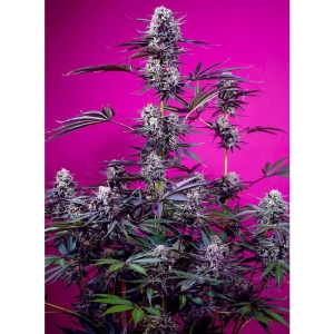 SWEET SEEDS - STUDIO 54 STARDUST AUTO FEM (SWS116)