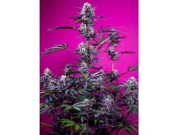 SWEET SEEDS - STUDIO 54 STARDUST AUTO FEM (SWS116)