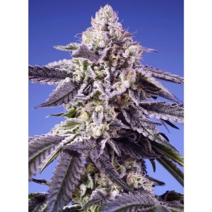 SWEET SEEDS - PERMANENT JEALOUSY XL AUTO FEM (SWS115)