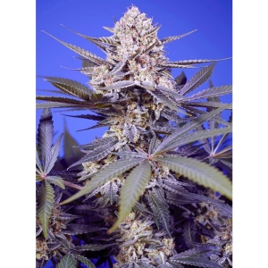 SWEET SEEDS - PINEAPPLE SLUSH XL AUTO FEM (SWS114)