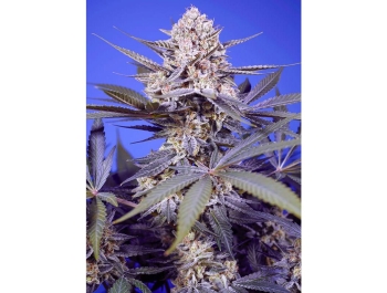 SWEET SEEDS - PINEAPPLE SLUSH XL AUTO FEM (SWS114)