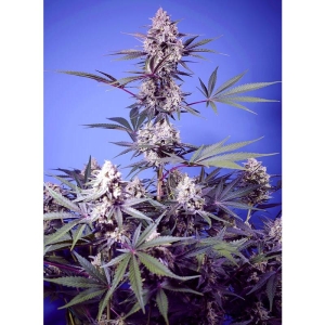 SWEET SEEDS - MENTAL RAINBOW F1 VERSION RAPIDA FEM
