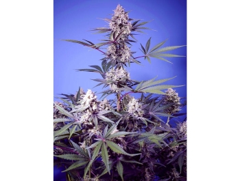 SWEET SEEDS - MENTAL RAINBOW F1 VERSION RAPIDA FEM