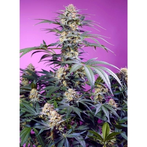 SWEET SEEDS - MONSTER MAKER FEM (SWS117)