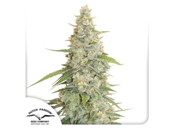 DUTCH PASSION - MERINGUE FEM