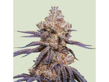 ROYAL QUEEN SEEDS - MEXICAN RUSH AUTO FEM