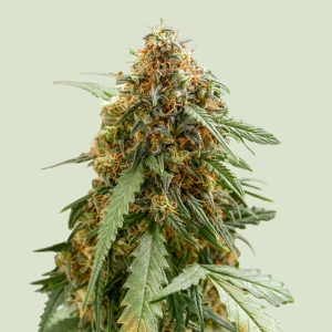 ROYAL QUEEN SEEDS - STICKY QUEEN AUTO FEM
