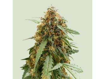 ROYAL QUEEN SEEDS - STICKY QUEEN AUTO FEM