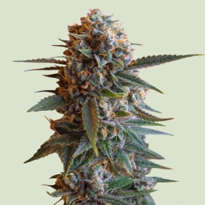ROYAL QUEEN SEEDS - MEXICAN RUSH FEM