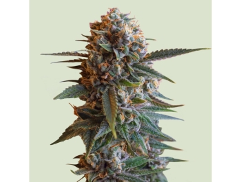 ROYAL QUEEN SEEDS - MEXICAN RUSH FEM