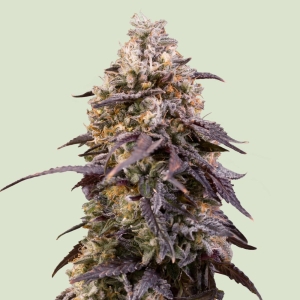 ROYAL QUEEN SEEDS - STICKY QUEEN FEM