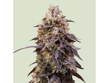 ROYAL QUEEN SEEDS - STICKY QUEEN FEM